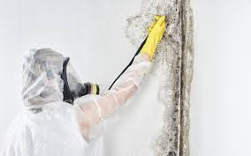 Best Asbestos and Lead Testing During Mold Inspection  in Deltona, FL